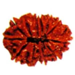 ARB12-Twelve-mukhi-Rudraksha