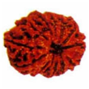 ARB13-Twelve-mukhi-Rudraksha