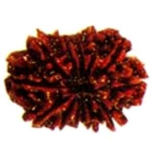 ARB14-Gauri-Shanker-rudraksha