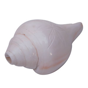 Shell Decorative 57