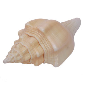 Shell Decorative 58